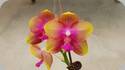 Phal. Allura Als Rainbow